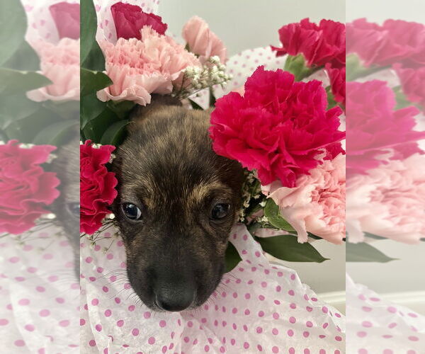 Medium Photo #5 Mutt Puppy For Sale in Imlay City, MI, USA