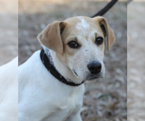 Beagle-Unknown Mix Dogs for adoption in Decatur, GA, USA