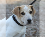 Magnum. Urgently needs Foster or Adopter - Male Beagle-Unknown Mix Dog for Adoption - Small photo