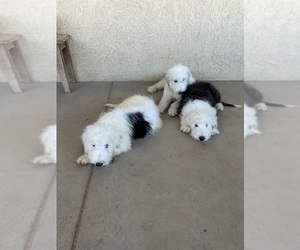 Old English Sheepdog Puppy for Sale in BARSTOW, California USA