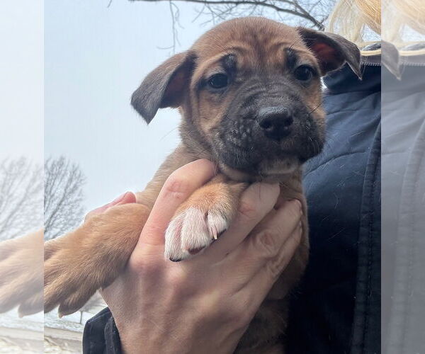 Medium Photo #1 Mastiff-Unknown Mix Puppy For Sale in Clarkston, MI, USA