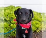 Small #1 Labrador Retriever Mix