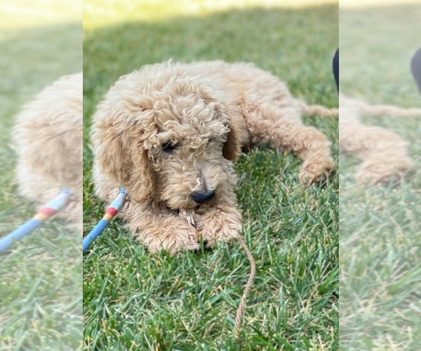Medium Photo #5 Goldendoodle Puppy For Sale in ARTESIA, CA, USA