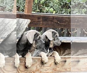 Cane Corso Puppy for sale in MODESTO, CA, USA