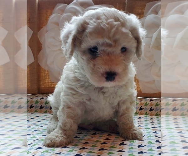 Medium Photo #7 Cavachon Puppy For Sale in BLUE MOUND, TX, USA
