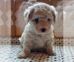 Small Photo #7 Cavachon Puppy For Sale in BLUE MOUND, TX, USA