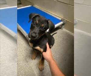 Medium German Shepherd Dog