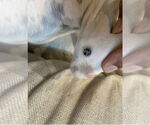 Small #25 American Staffordshire Terrier
