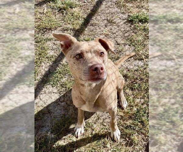 Medium Photo #1 Catahoula Leopard Dog-Unknown Mix Puppy For Sale in Lee's Summit, MO, USA