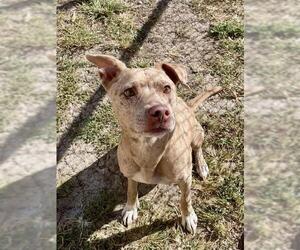 Catahoula Leopard Dog-Unknown Mix Dogs for adoption in Lee's Summit, MO, USA