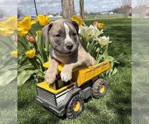 American Bulldog Puppy for sale in MIDDLEBURY, IN, USA