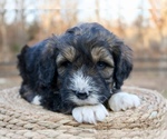 Small #3 Bernedoodle