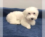 Small #1 Bichon Frise