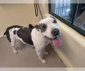 American Pit Bull Terrier Dogs for adoption in Pasadena, CA, USA