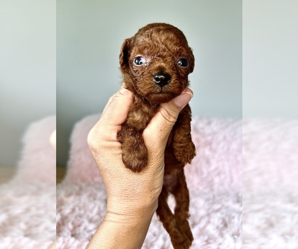 Medium Photo #2 Maltipoo (Miniature)-Poodle (Toy) Mix Puppy For Sale in HILO, HI, USA