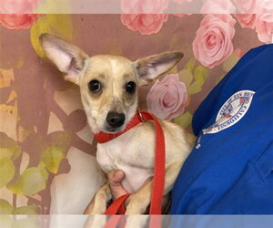 Chihuahua Dogs for adoption in San Bernardino, CA, USA