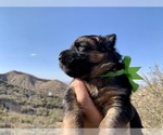 Puppy Green Collar German Shepherd Dog