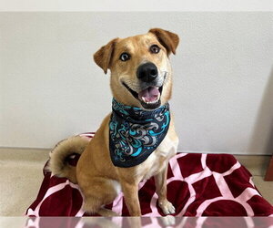 German Shepherd Dog-Unknown Mix Dogs for adoption in McKinleyville, CA, USA