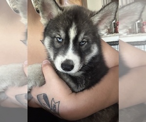 Medium Siberian Husky