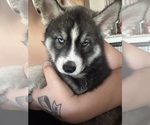 Puppy Shadow Siberian Husky
