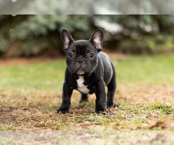 Medium Photo #5 French Bulldog Puppy For Sale in WARSAW, IN, USA