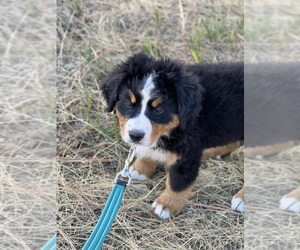 Bernese Mountain Dog Puppy for sale in VIOLA, ID, USA