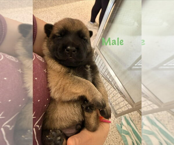 Medium Photo #1 Mutt Puppy For Sale in Imlay City, MI, USA