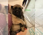 Small Mutt