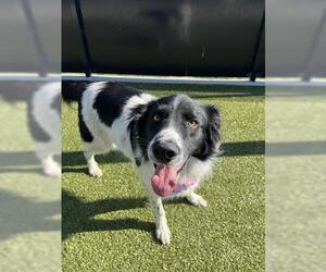 Border Collie Dogs for adoption in San Martin, CA, USA