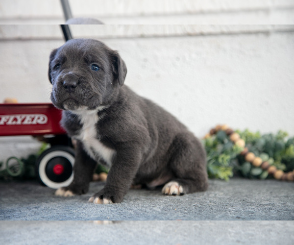 Medium Photo #2 Cane Corso Puppy For Sale in BIRD IN HAND, PA, USA