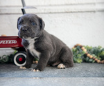 Small Photo #27 Cane Corso Puppy For Sale in BIRD IN HAND, PA, USA