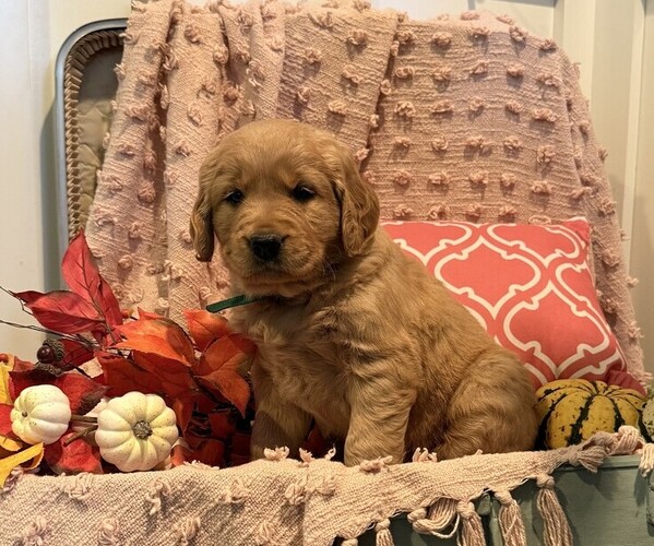 Medium Photo #3 Golden Retriever Puppy For Sale in WILLARD, WI, USA