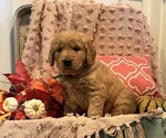 Lassie - Female Golden Retriever Puppy for Sale - Photo #3