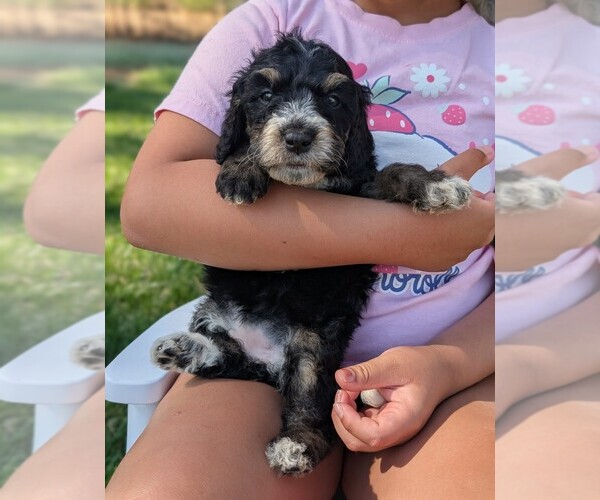 Medium Photo #2 Miniature Bernedoodle Puppy For Sale in SACRAMENTO, CA, USA