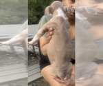 Small Photo #6 American Bully Puppy For Sale in LAKE STATION, IN, USA