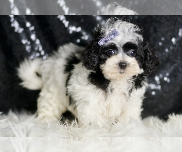 Medium Photo #3 Maltipoo Puppy For Sale in WARSAW, IN, USA