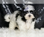 Small #2 Maltipoo