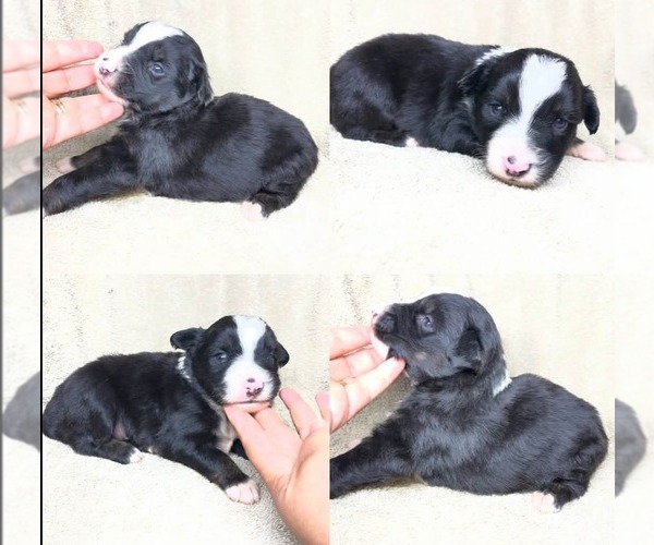 Medium Photo #1 Miniature Australian Shepherd Puppy For Sale in BROOKER, FL, USA