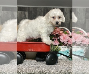 Bichon Frise Puppy for sale in CANOGA, NY, USA