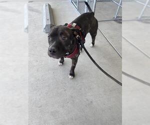 American Pit Bull Terrier Dogs for adoption in Bakersfield, CA, USA