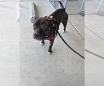 Small American Pit Bull Terrier