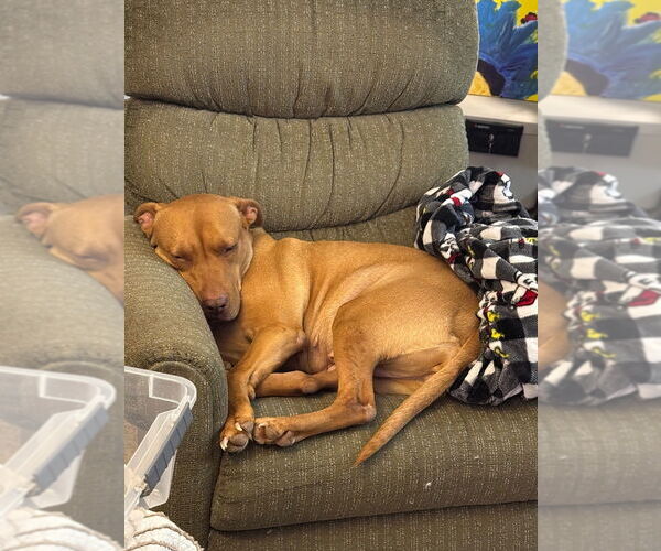 Medium Photo #6 American Pit Bull Terrier-Unknown Mix Puppy For Sale in Raleigh, NC, USA