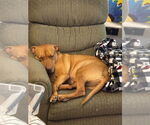 Small #5 American Pit Bull Terrier Mix