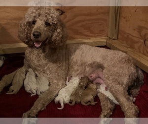 Mother of the Labradoodle puppies born on 09/15/2023