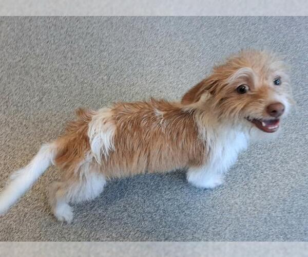 Medium Photo #1 Cairn Terrier-Dachshund Mix Puppy For Sale in Orange, CA, USA