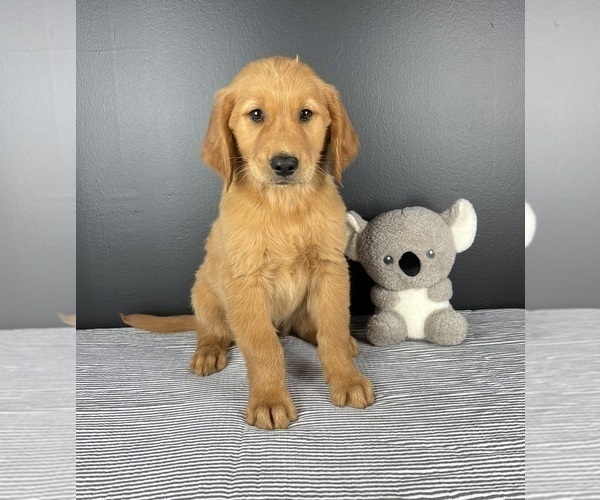 Medium Photo #5 Golden Retriever Puppy For Sale in INDIANAPOLIS, IN, USA