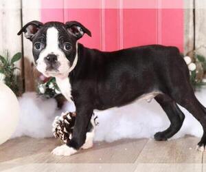 Boston Terrier Puppy for sale in MOUNT VERNON, OH, USA