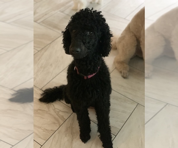 Medium Photo #1 Poodle (Standard) Puppy For Sale in TAMPA, FL, USA