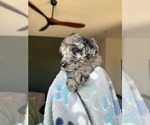 Small #1 Goldendoodle