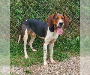 Treeing Walker Coonhound Dogs for adoption in Lake City, MI, USA